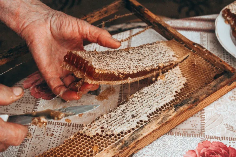 That Little Bear-Shaped Bottle Is Lying to You: The Truth About Honey Fraud