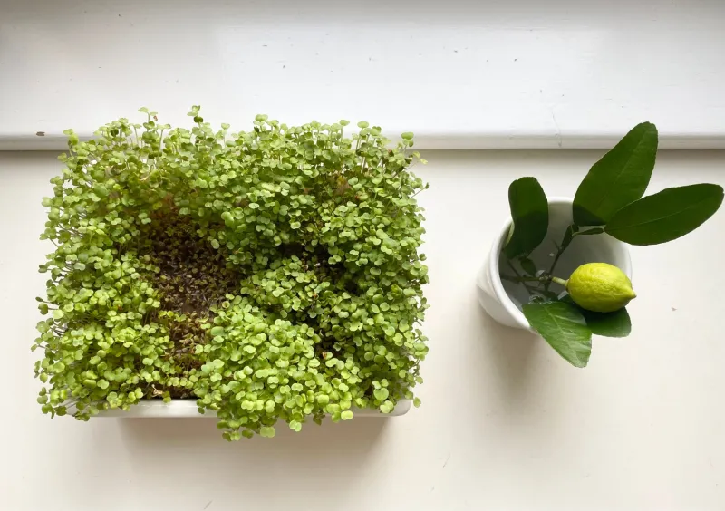 Microgreens Are Supposed to Be Alive When You Eat Them — Most Aren't