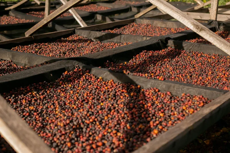 Something Gross Is Growing in Your Coffee Beans — And No One's Talking About It