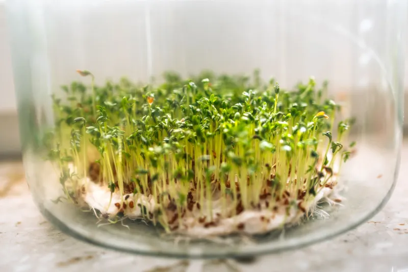 Raw Sprouts Have a Dirty Secret — And Your Health Food Store Isn't Going to Tell You