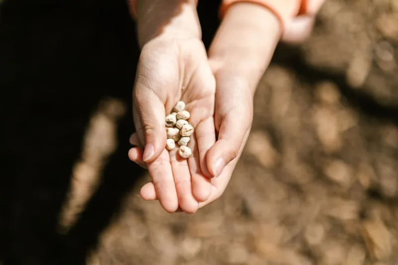 From Dirt to Dinner Table: Why Regenerative Farming Might Be the Most Important Thing on Your Plate